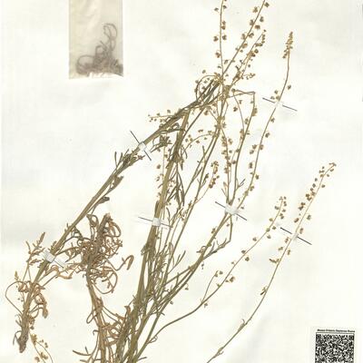 Reseda stricta Pers.  -  RO-HSepv 17950 photo