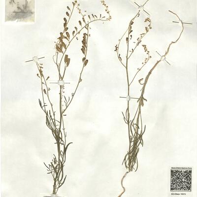 Reseda stricta Pers. subsp. stricta -  RO-HSepv 16970 photo