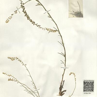 Reseda virgata Boiss. & Reut. -  RO-HSepv 16079 photo