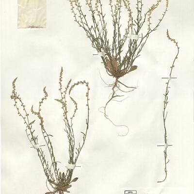 Sesamoides purpurascens (L.) G. López -  RO-HSepv 16080 photo