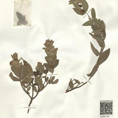 Cistus albidus L. -  RO-HSepv 14283 photo