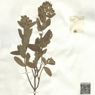 Cistus albidus L. -  RO-HSepv 17208 photo