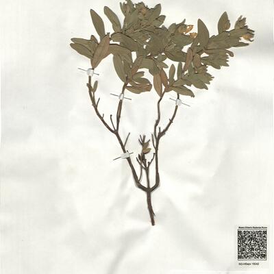 Cistus albidus L. -  RO-HSepv 19242 photo