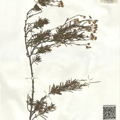 Cistus clusii Dun. subsp. clusii -  RO-HSepv 17209 photo