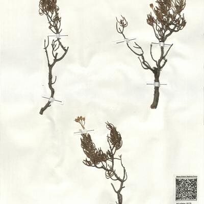 Cistus clusii Dun. subsp. clusii -  RO-HSepv 18178 photo