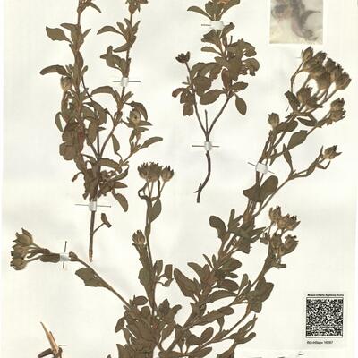 Cistus creticus L. -  RO-HSepv 16267 photo