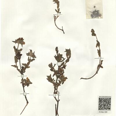 Cistus crispus L. -  RO-HSepv 16268 photo