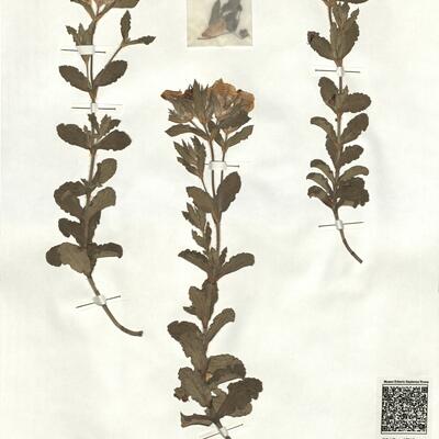 Cistus crispus L. -  RO-HSepv 17210 photo