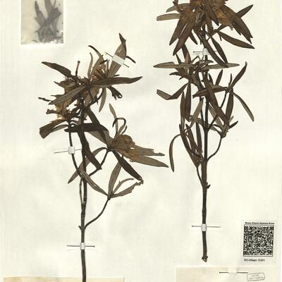 Cistus ladanifer L.  -  RO-HSepv 12351 photo