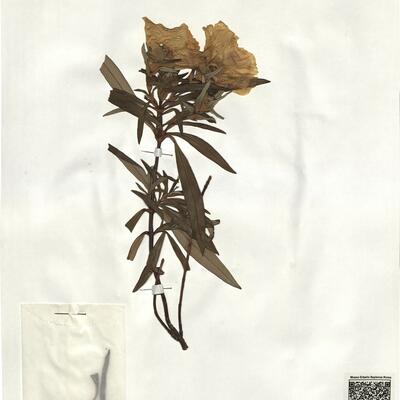 Cistus ladanifer L. subsp. ladanifer -  RO-HSepv 19243 photo
