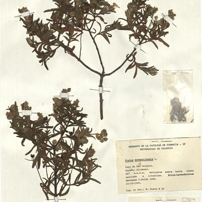 Cistus monspeliensis L. -  RO-HSepv 12352 photo