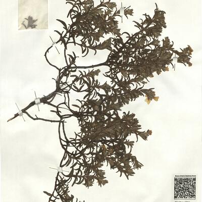 Cistus monspeliensis L. -  RO-HSepv 17211 photo