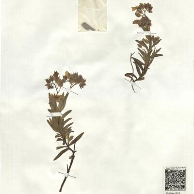 Cistus monspeliensis L. -  RO-HSepv 18179 photo