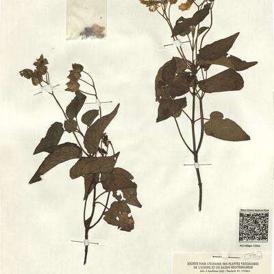 Cistus populifolius L. subsp. populifolius -  RO-HSepv 12353 photo