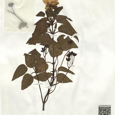 Cistus populifolius L. subsp. populifolius -  RO-HSepv 19244 photo