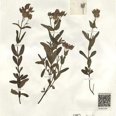 Cistus psilosepalus Sweet -  RO-HSepv 16269 photo