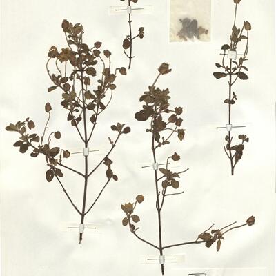 Cistus salviifolius L.  -  RO-HSepv 14284 photo