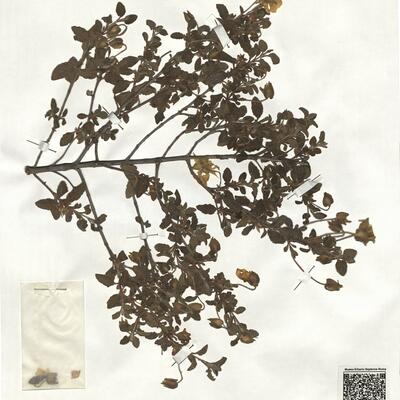 Cistus salviifolius L.  -  RO-HSepv 19245 photo