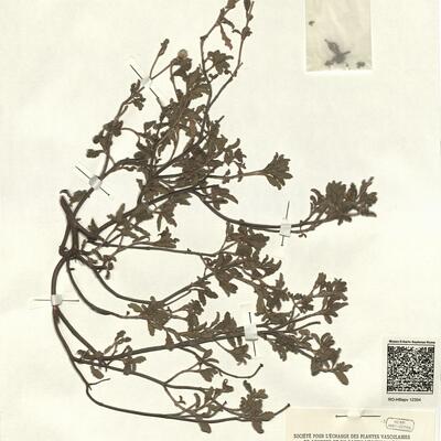 Cistus tauricus C. Presl -  RO-HSepv 12354 photo