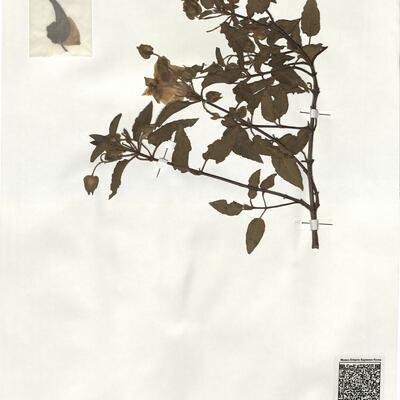 Cistus x hybridus Pourr. nsubsp. hybridus -  RO-HSepv 19246 photo