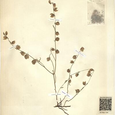Helianthemum aegyptiacum (L.) Mill. -  RO-HSepv 11452 photo
