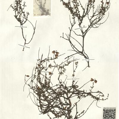 Helianthemum almeriense Pau -  RO-HSepv 13329 photo