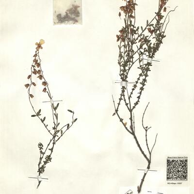 Helianthemum almeriense Pau -  RO-HSepv 15307 photo