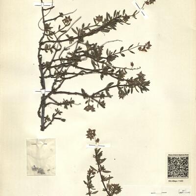 Helianthemum alypoides Losa & Rivas Goday -  RO-HSepv 11453 photo