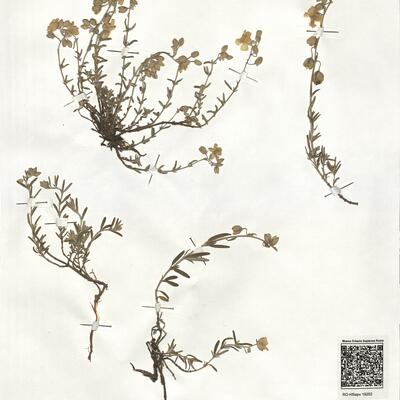 Helianthemum apenninum (L.) Mill. -  RO-HSepv 19252 photo