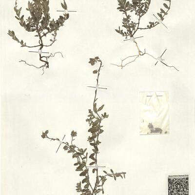 Helianthemum apenninum (L.) Mill.  -  RO-HSepv 13330 photo