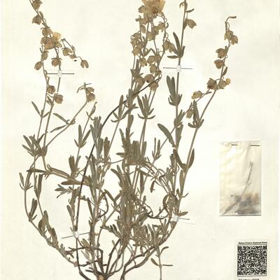 Helianthemum apenninum (L.) Mill.  -  RO-HSepv 15308 photo