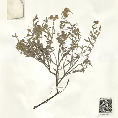 Helianthemum apenninum (L.) Mill. subsp. suffruticosum (Boiss.) G. López ^ -  RO-HSepv 16271 photo