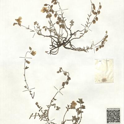 Helianthemum asperum Lag. ex Dun. -  RO-HSepv 17213 photo