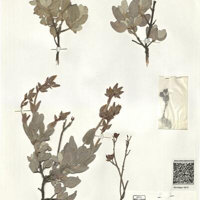 Halimium atriplicifolium (Lam.) Spach subsp. atriplicifolium -  RO-HSepv 16270 photo