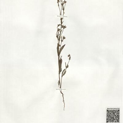 Tuberaria brevipes (Boiss. & Reut.) Willk. -  RO-HSepv 19257 photo