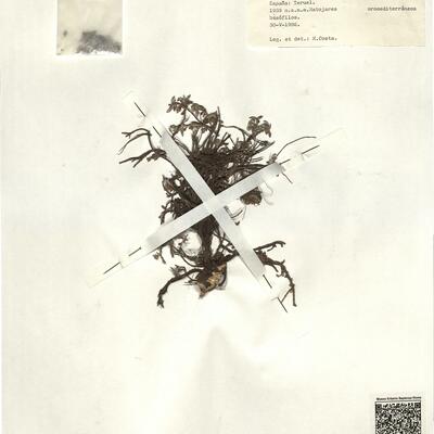 Helianthemum canum (L.) Baumg.  -  RO-HSepv 13331 photo