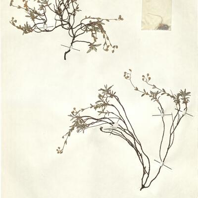 Helianthemum canum (L.) Baumg. subsp. canum -  RO-HSepv 15309 photo