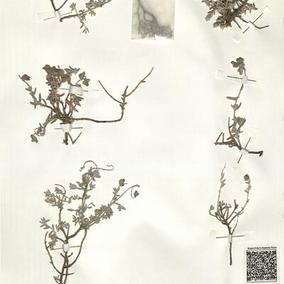 Helianthemum caput-felis Boiss. -  RO-HSepv 14287 photo