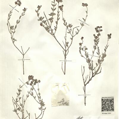 Helianthemum caput-felis Boiss. -  RO-HSepv 15310 photo