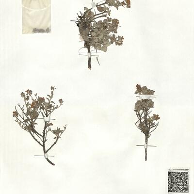 Helianthemum cinereum (Cav.) Pers. subsp. cinereum -  RO-HSepv 17214 photo