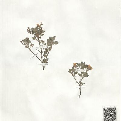 Helianthemum cinereum (Cav.) Pers. subsp. cinereum -  RO-HSepv 19253 photo