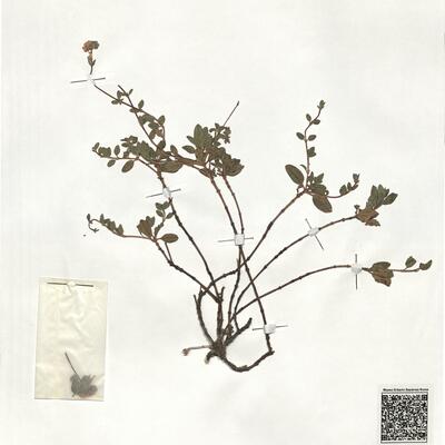 Helianthemum cinereum (Cav.) Pers. subsp. hieronymi (Senn.) G. López -  RO-HSepv 19254 photo