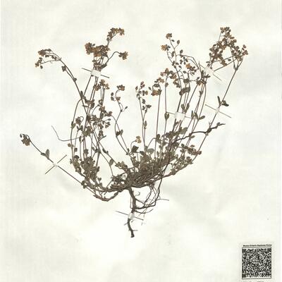 Helianthemum cinereum (Cav.) Pers. subsp. rotundifolium (Dun.) Greuter & Burdet -  RO-HSepv 17215 photo