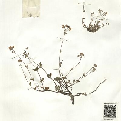 Helianthemum cinereum (Cav.) Pers. subsp. rotundifolium (Dun.) Greuter & Burdet -  RO-HSepv 17216 photo