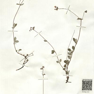 Helianthemum cinereum (Cav.) Pers. subsp. rotundifolium (Dun.) Greuter & Burdet -  RO-HSepv 17217 photo