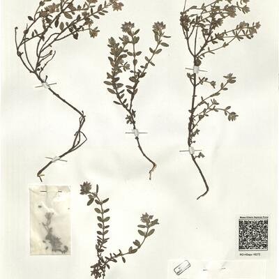 Helianthemum cinereum (Cav.) Pers. subsp. rotundifolium (Dun.) Greuter & Burdet ^ -  RO-HSepv 16272 photo