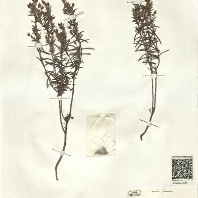 Halimium commutatum Pau -  RO-HSepv 12356 photo