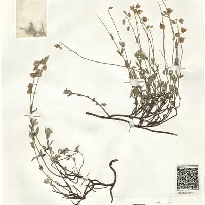 Helianthemum croceum (Desf.) Pers. subsp. cantabricum Laínz ^  -  RO-HSepv 16273 photo