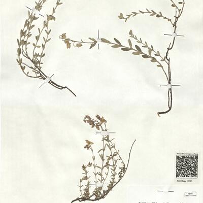 Helianthemum croceum (Desf.) Pers. x violaceum (Cav.) Pers.  -  RO-HSepv 18191 photo