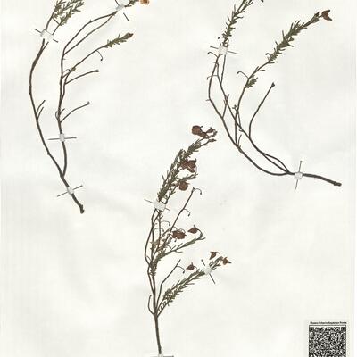 Fumana ericoides (Cav.) Gand. -  RO-HSepv 19247 photo